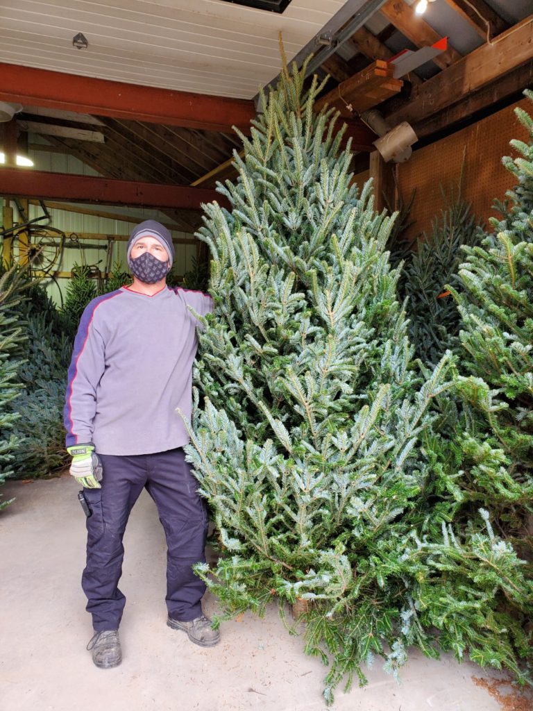 man holding cut christmas tree larger than him wearing a mask