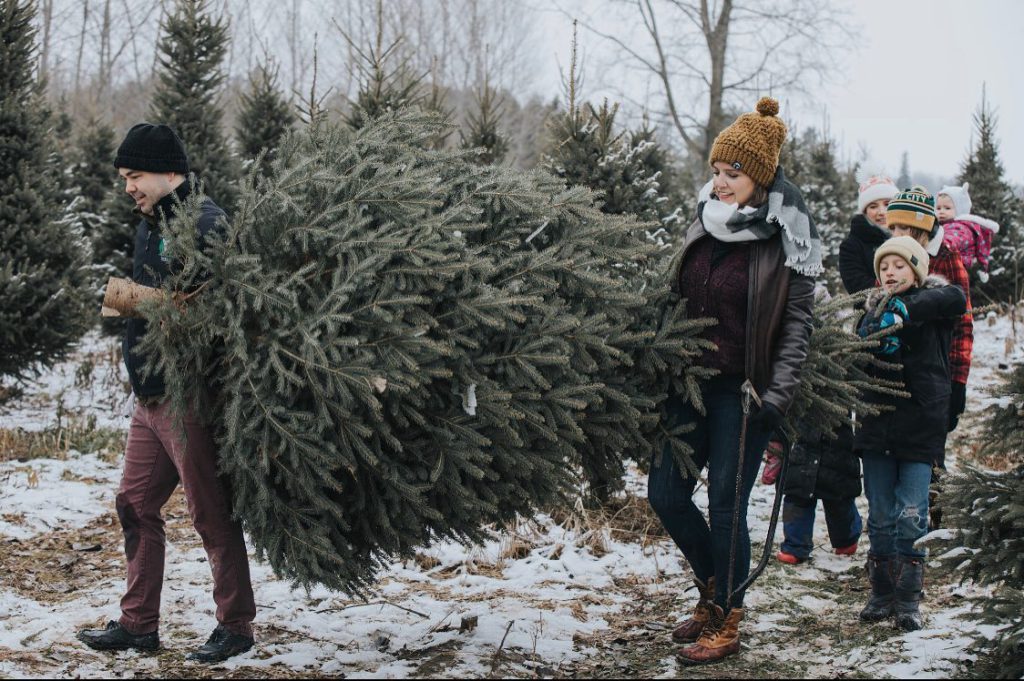family carrying chrismtas tree from farm on snowy ground