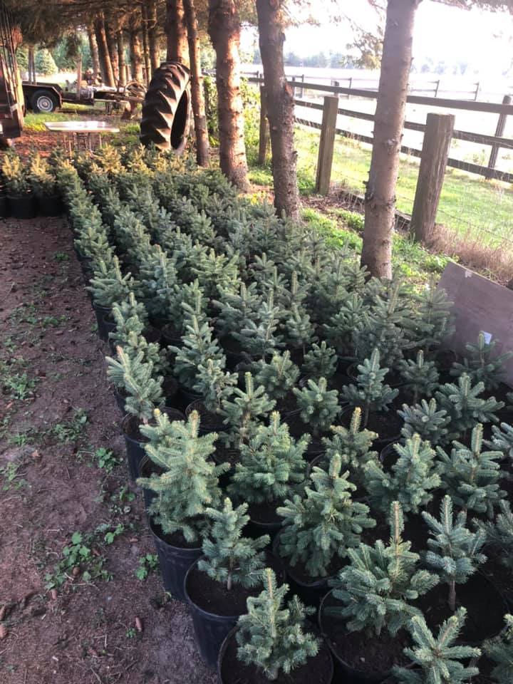 sapling christmas trees in pots in rows under a shelter