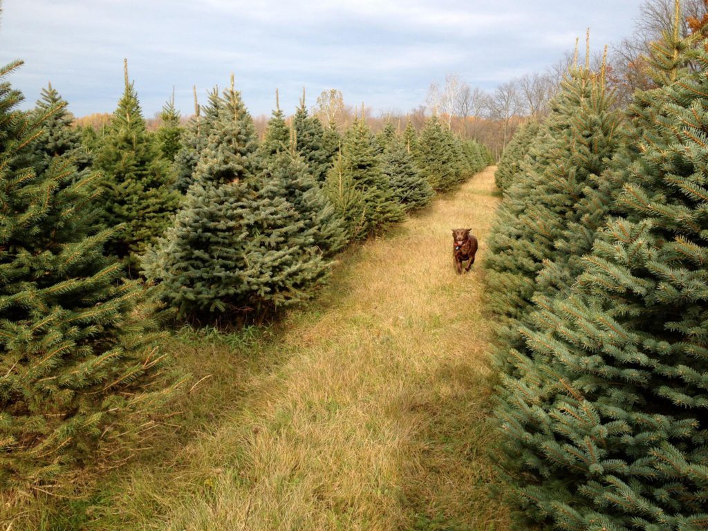 brown lab running through christmas tree farm without snow
