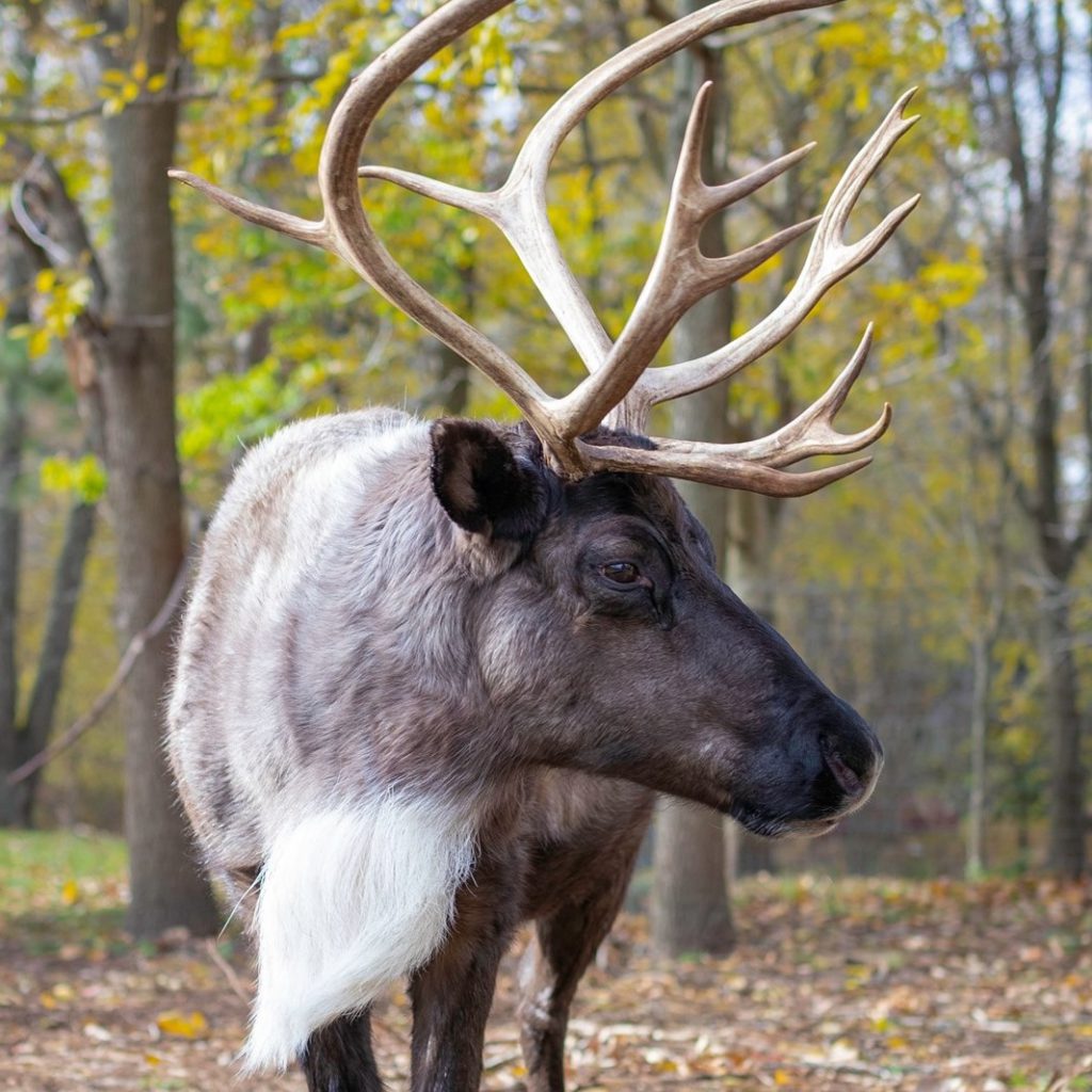close up of large reindeer with antlers in the middle of a forest