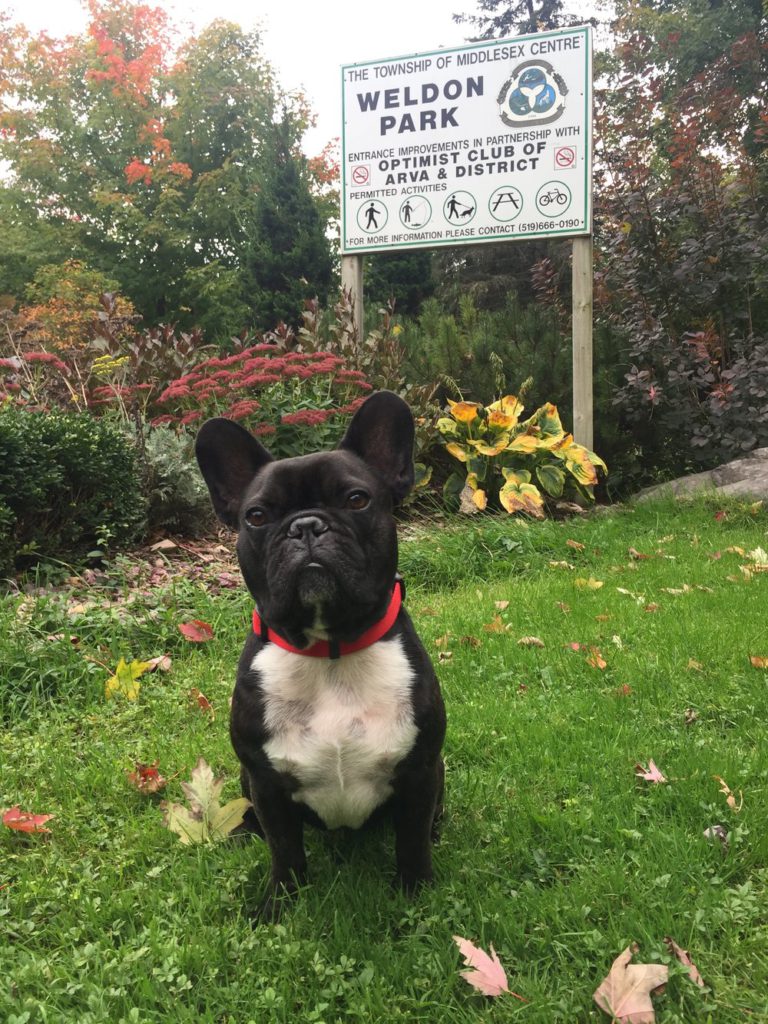 photo of black and white small bulldog type dog in front of park sign with fallen leaves all around in front of garden