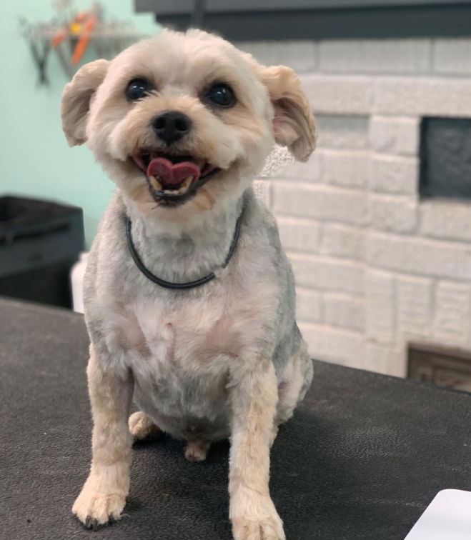 Small white dog on a grooming table with tongue out