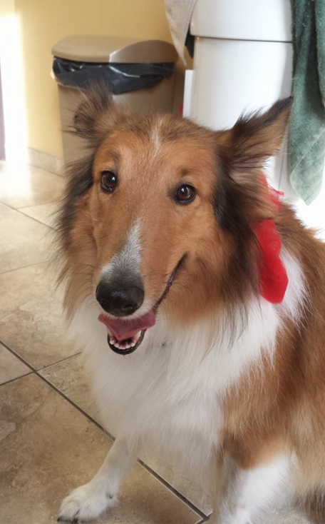 large lassie looking dog with a red bow looking at the camera