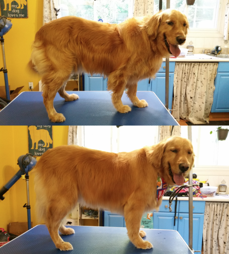 before and after split style photo of a golden retriever before and after a groom