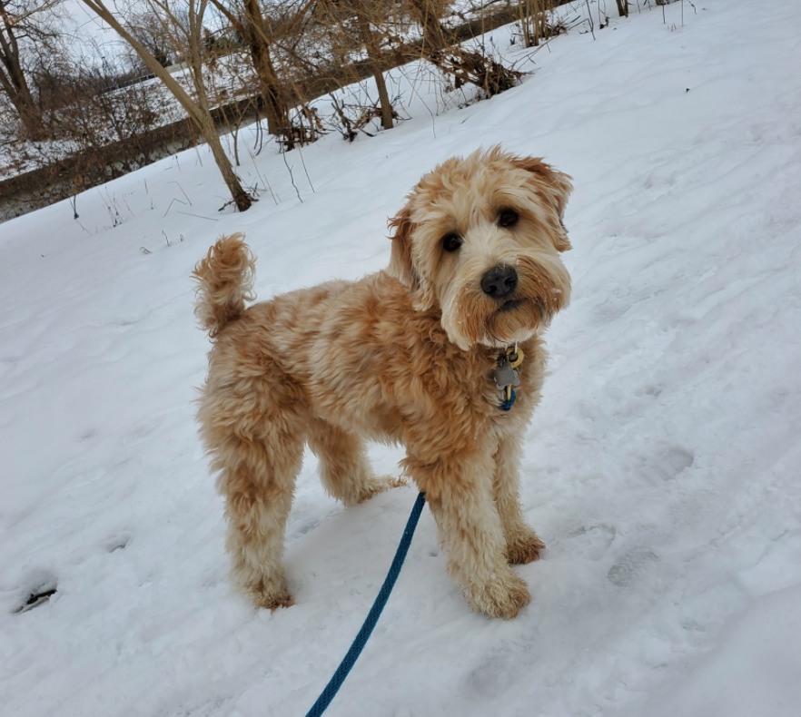 small white dog being walked outside in the snow looking at the camera