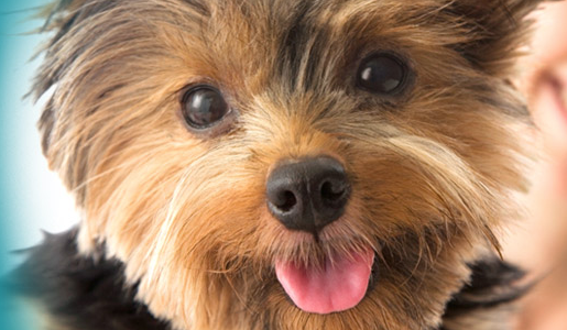 small black and brown yorkie looking at the camera with its tongue out