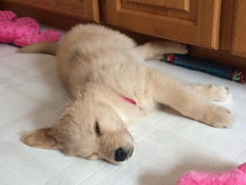 golden retriever puppy laying down surrounded by pink toys