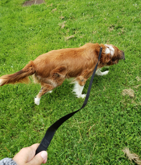 brown and white dog walking on a leash in the grass