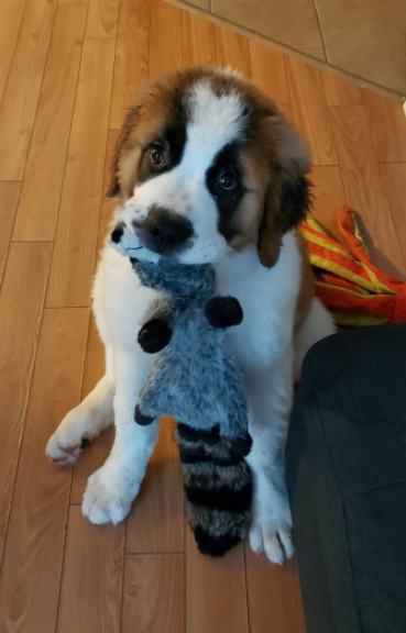 small brown black and white puppy with a raccoon in its mouth