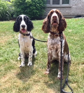 two dogs sitting looking at the camera on leash ready to go for a walk