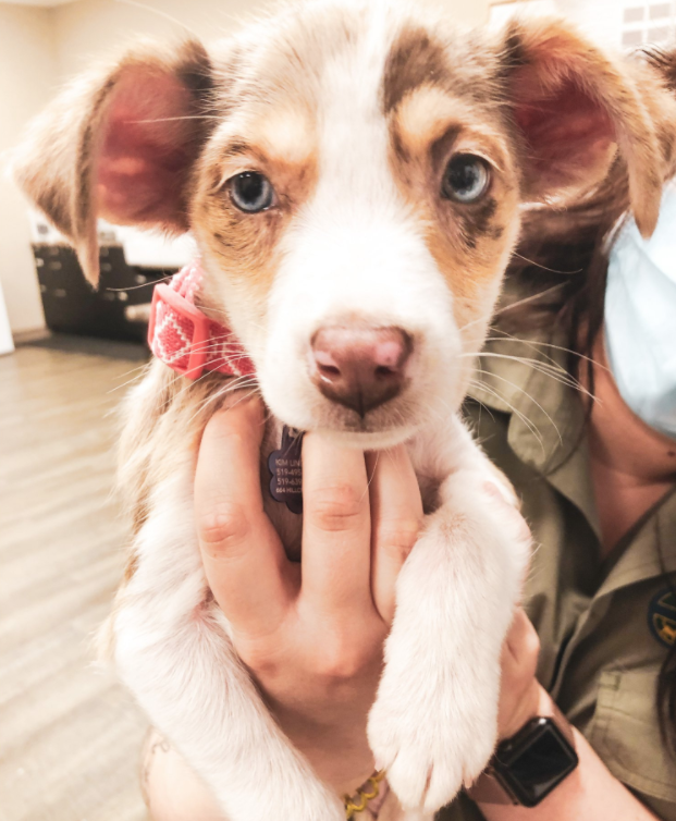 small brown and white puppy with a pink collar on being held looking at the camera