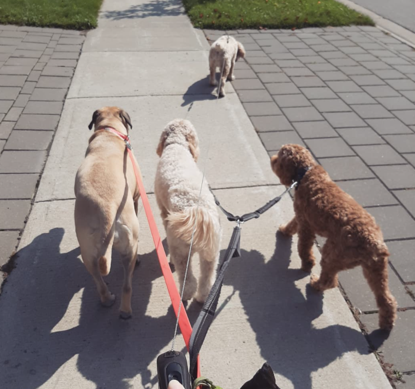dog walker taking four different kinds of dogs on the sidewalk on a sunny day