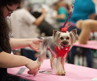small dog on a groomers table with red accessories on with some fur long and some fur short