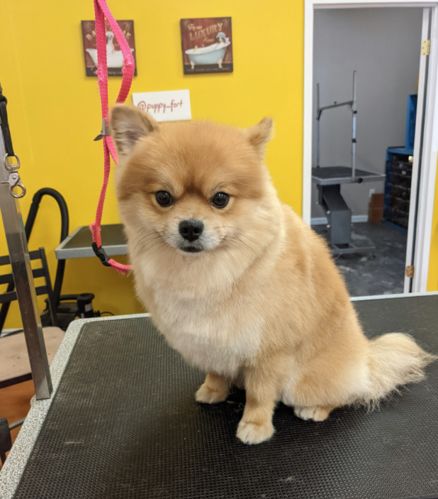 small blonde dog that was just at the groomer looking at the camera