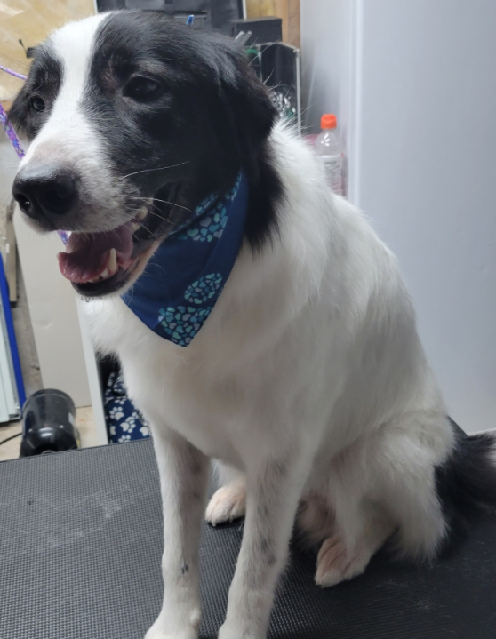 black and white dog with a blue bandana sitting on a groomers table