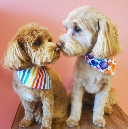 two small dogs looking at each other touching noses wearing patterned bandanas