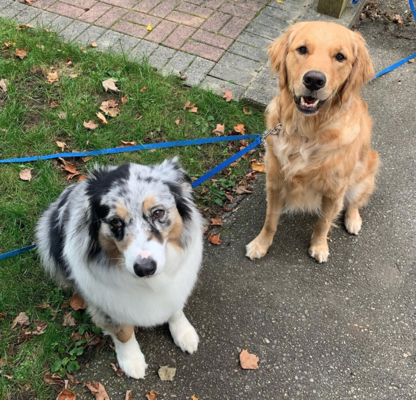 two different kinds of dogs on blue leashes looking at the camera