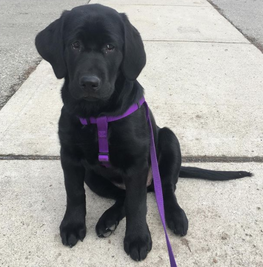 small black dog with a purple collar and leash sitting on the sidewalk