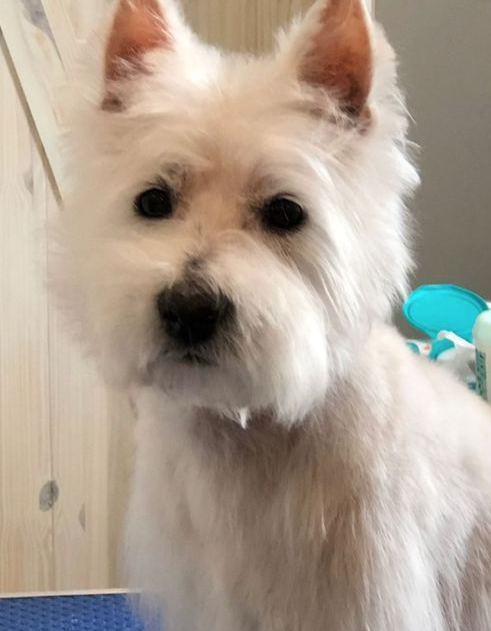 small white dog with pointy ears looking at the camera