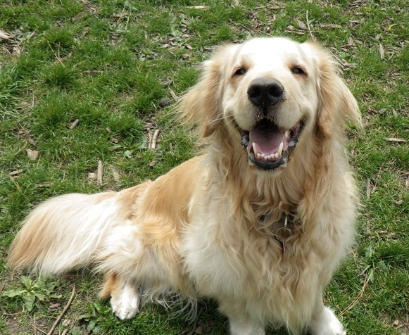 golden retriever sitting in the grass smiling at the camera