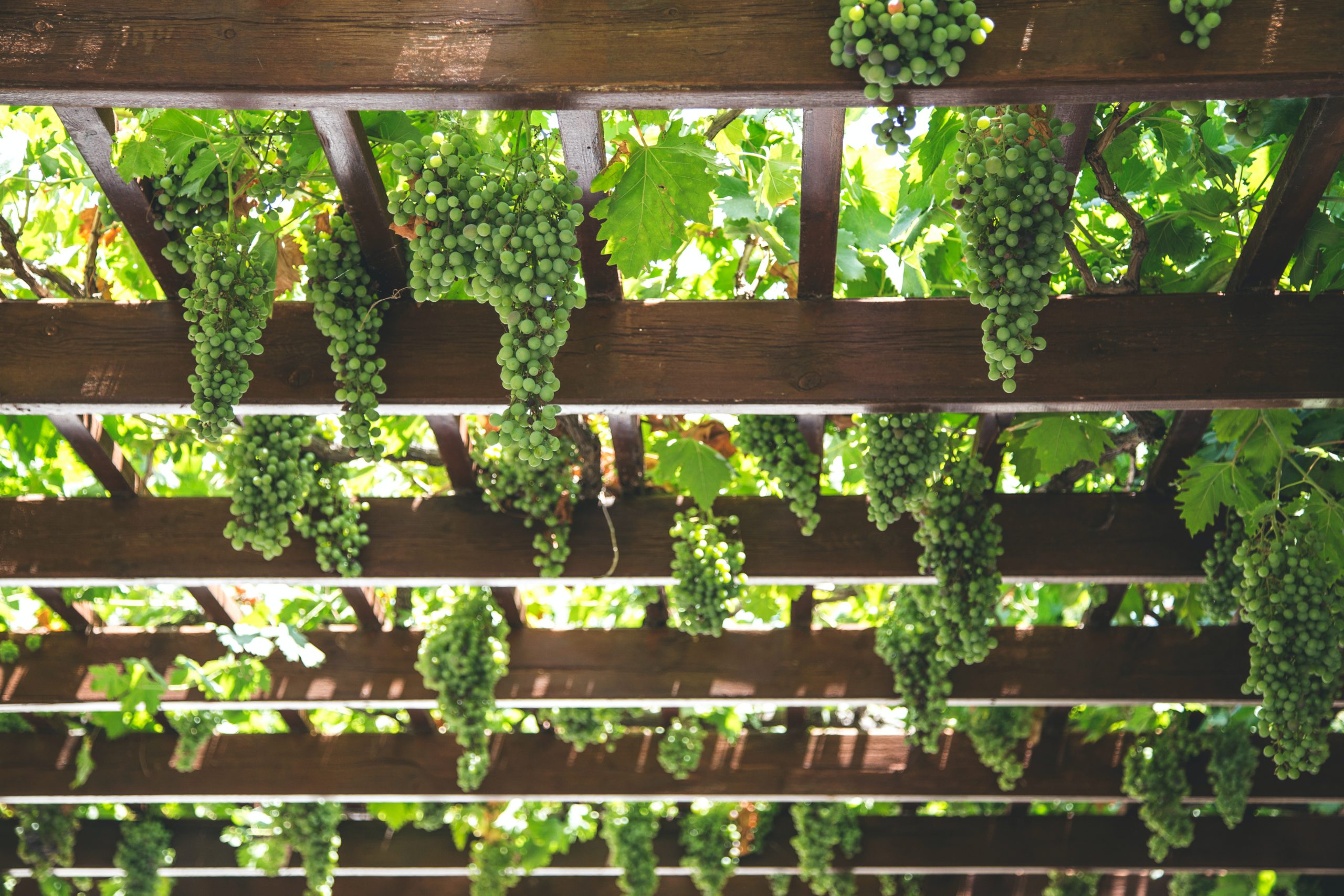 Large pergola with vines and grapes hanging down