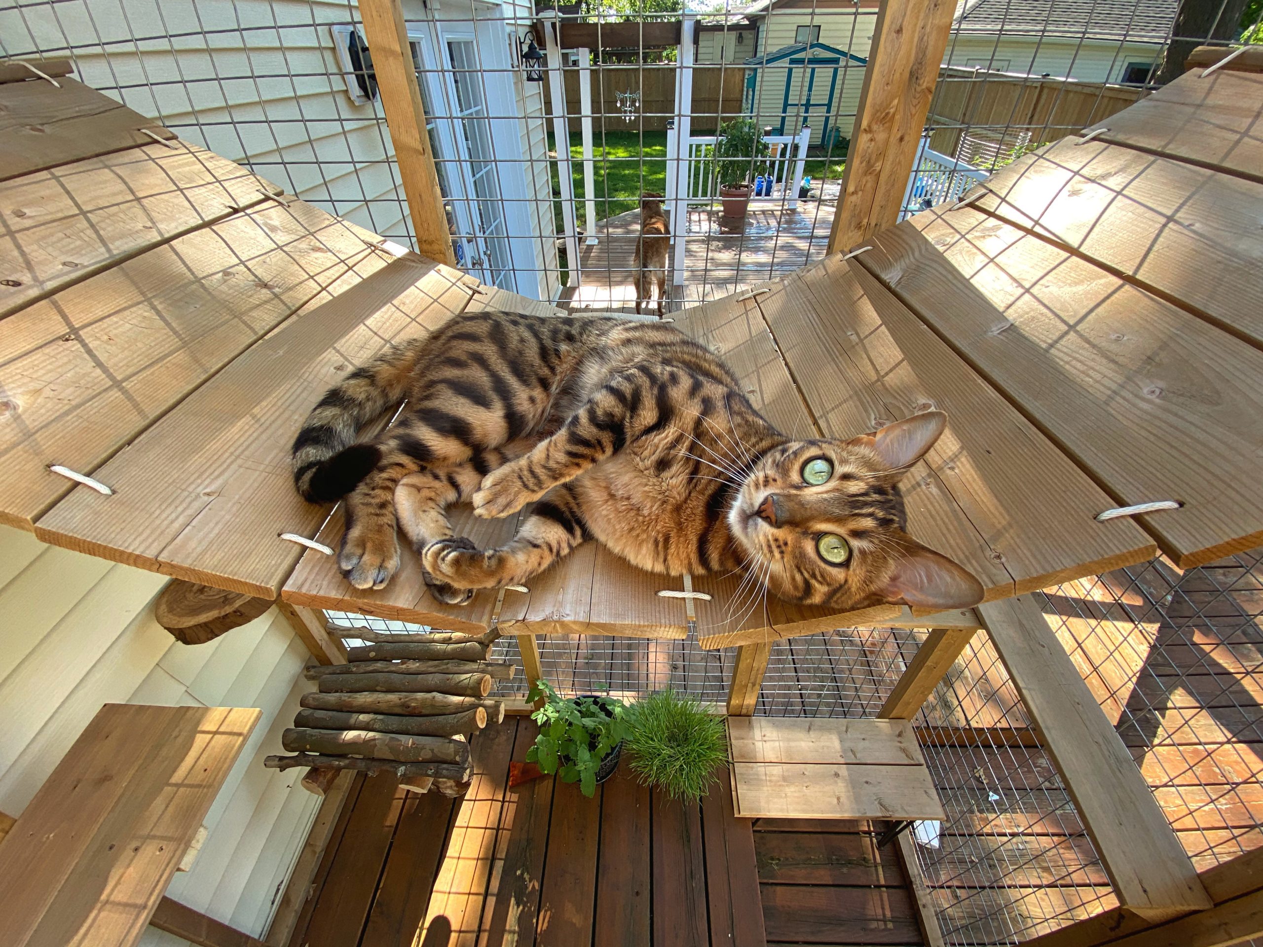 Cat in outdoor pen lying on wood style hammock in the sun