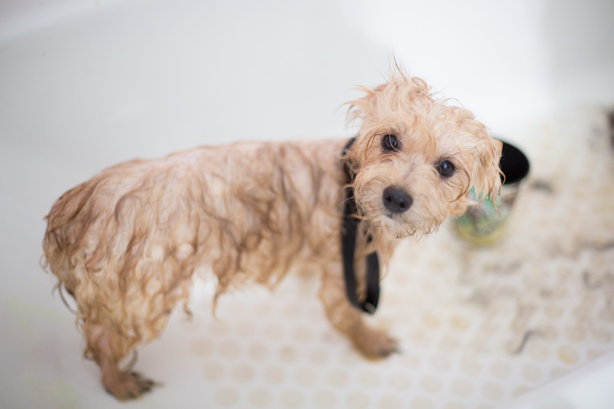Wet dog in a bathtub being washed