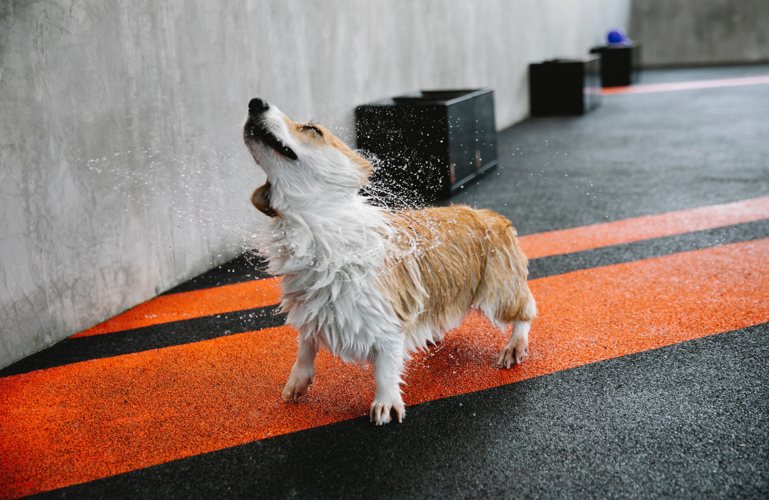 Wet dog shaking it off in an open room with grey and orange floor
