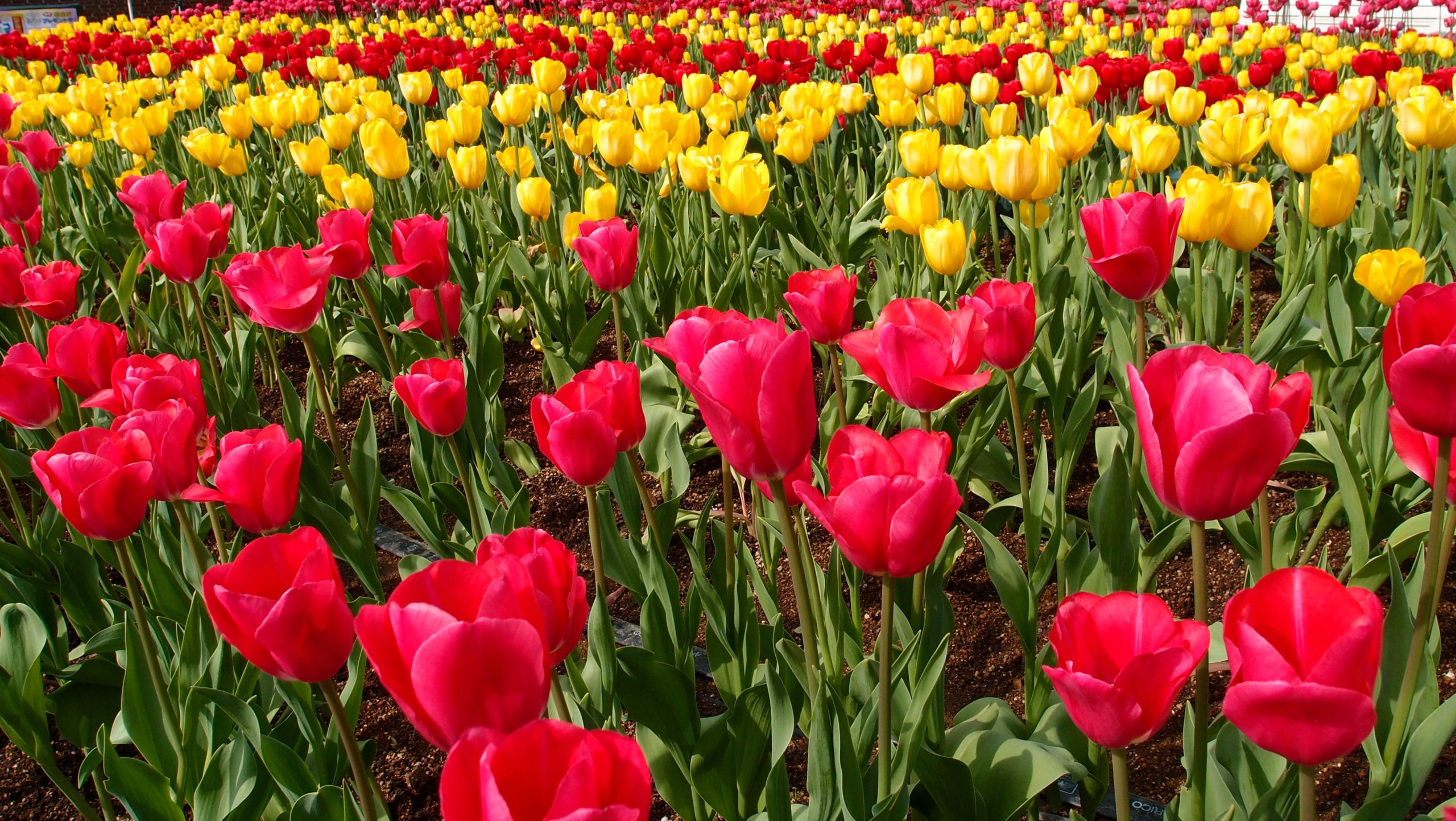 Large tulip field with red and yellow tulips in lines alternating