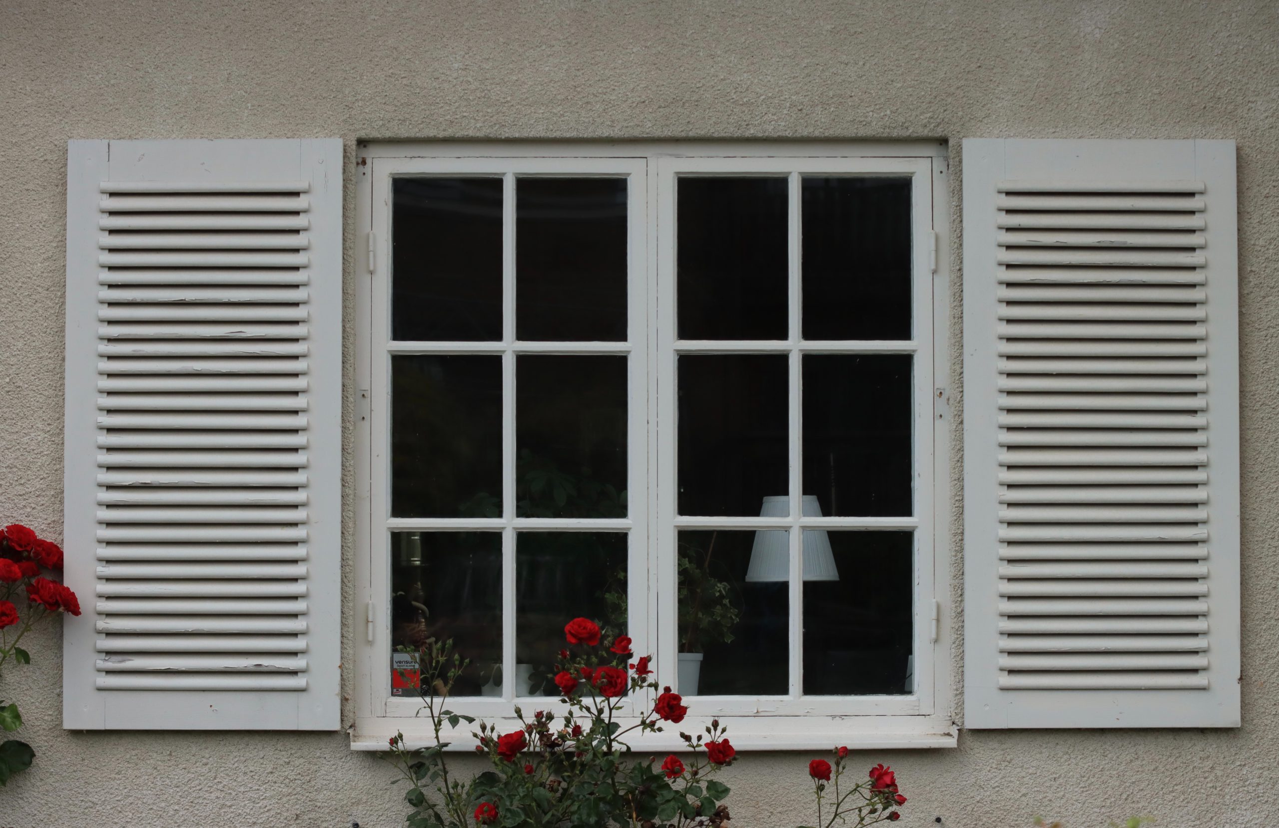 Exterior of a home with window visible with white shutters and a rose plant underneath the window