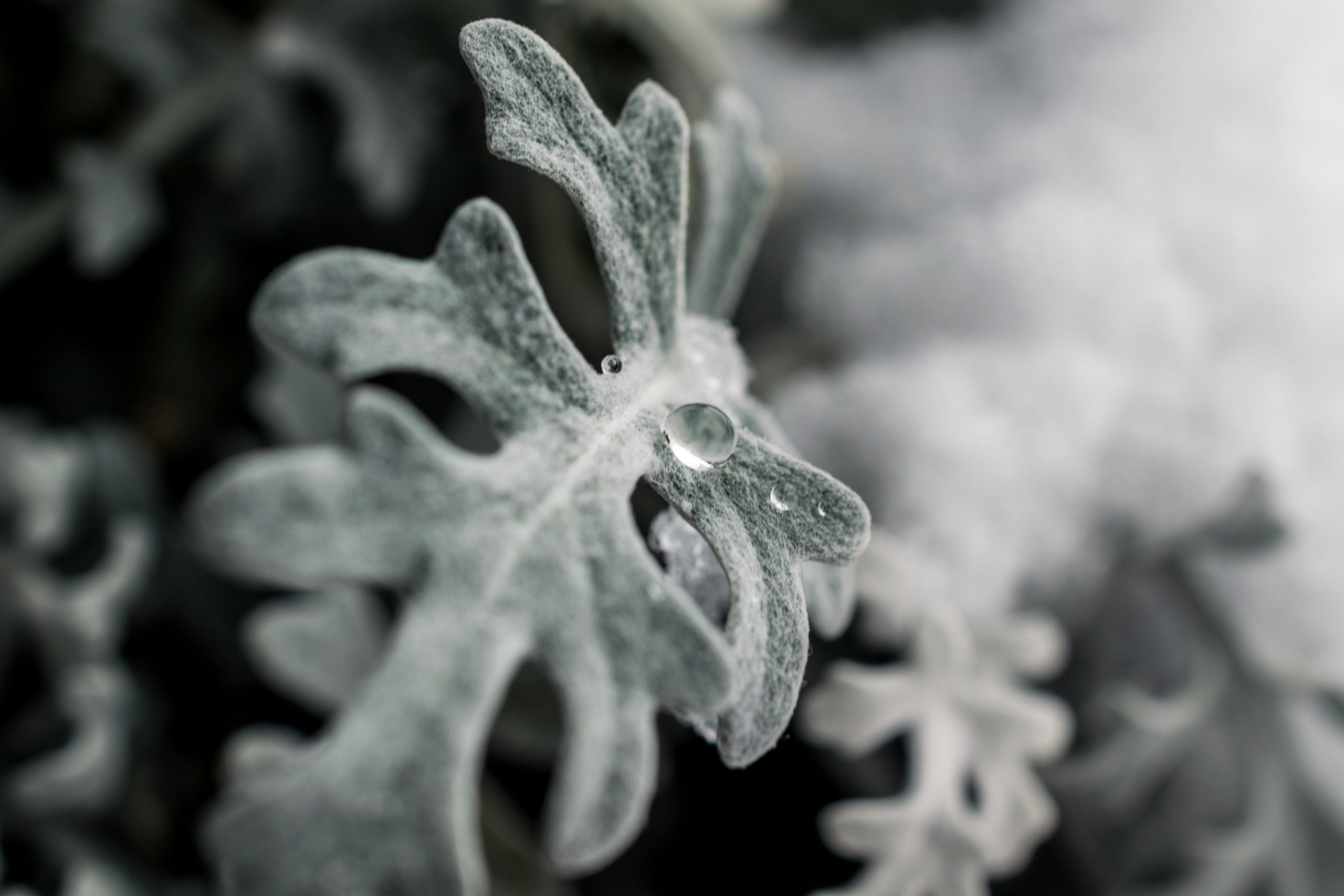 Frosty plant in Winter