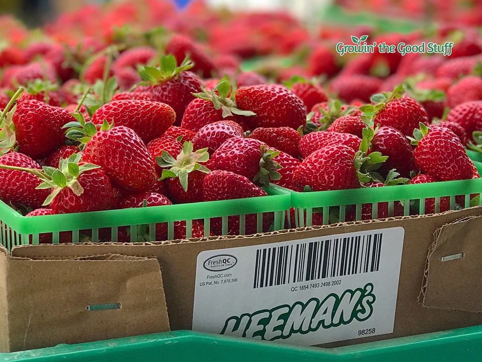 closeup of freshly picked strawberries in flat ready to take home