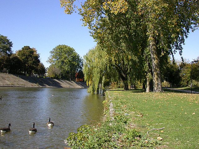 View of river to the right with trees on other side and ducks in the water on a clear day