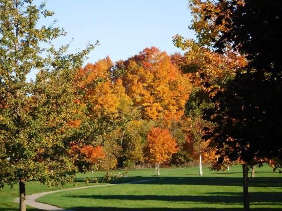 red and green trees in park in the fall in grassy field