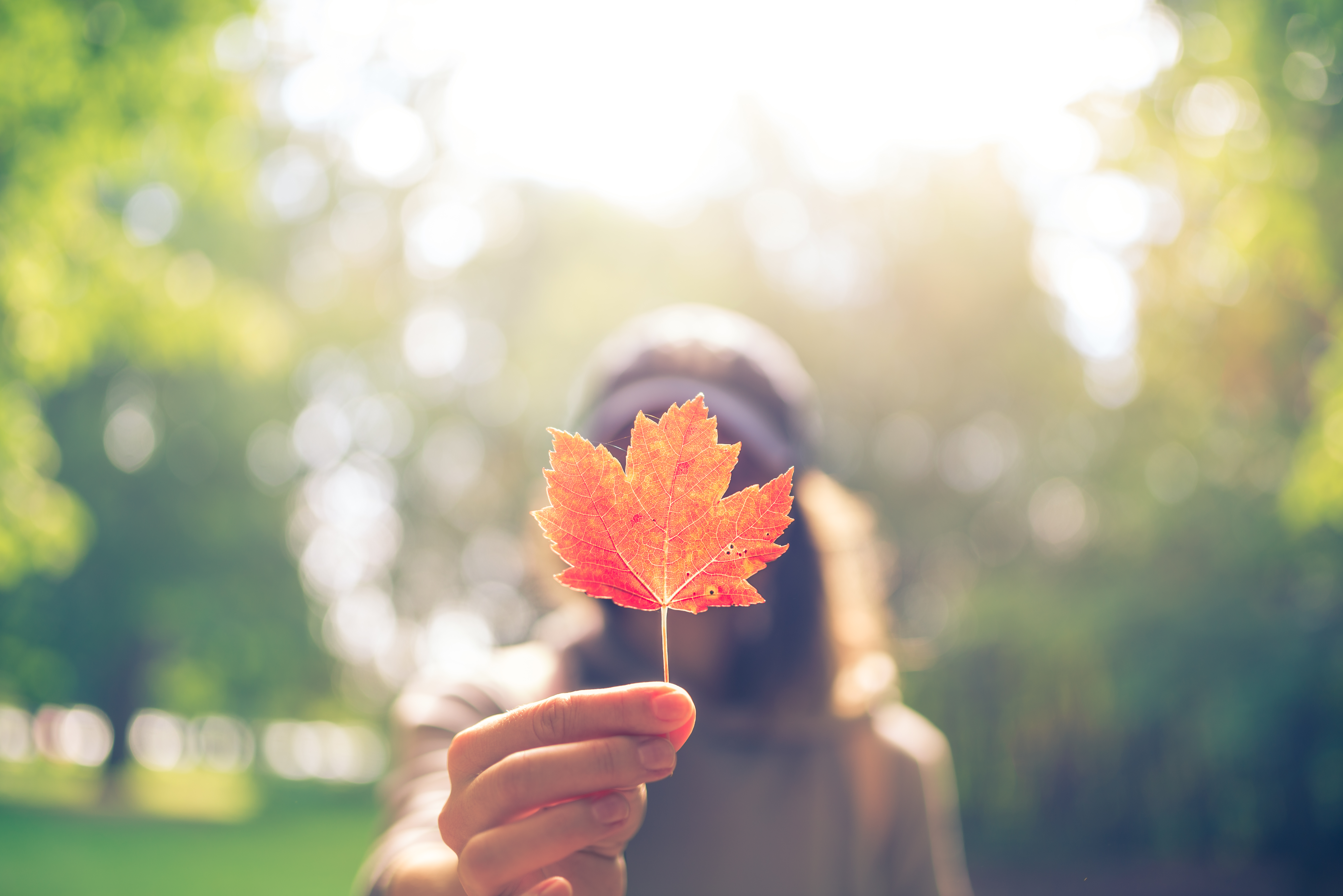 person holding up small red maple leaf standing in front of sun and trees