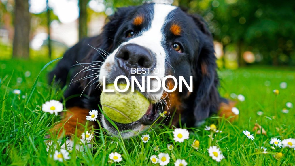 The Best Dog Parks in London, Ontario - Locorum London